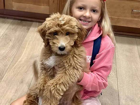 age-appropriate pet responsibilities - eight year old girl sitting on the kitchen floor holding a goldendoodle puppy in her lap