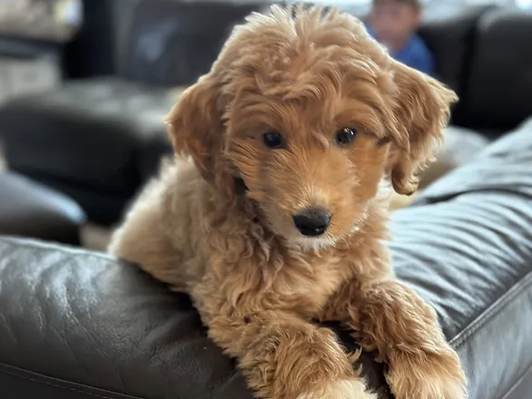 age-appropriate pet responsibilities - goldendoodle puppy leaning over the back of a couch