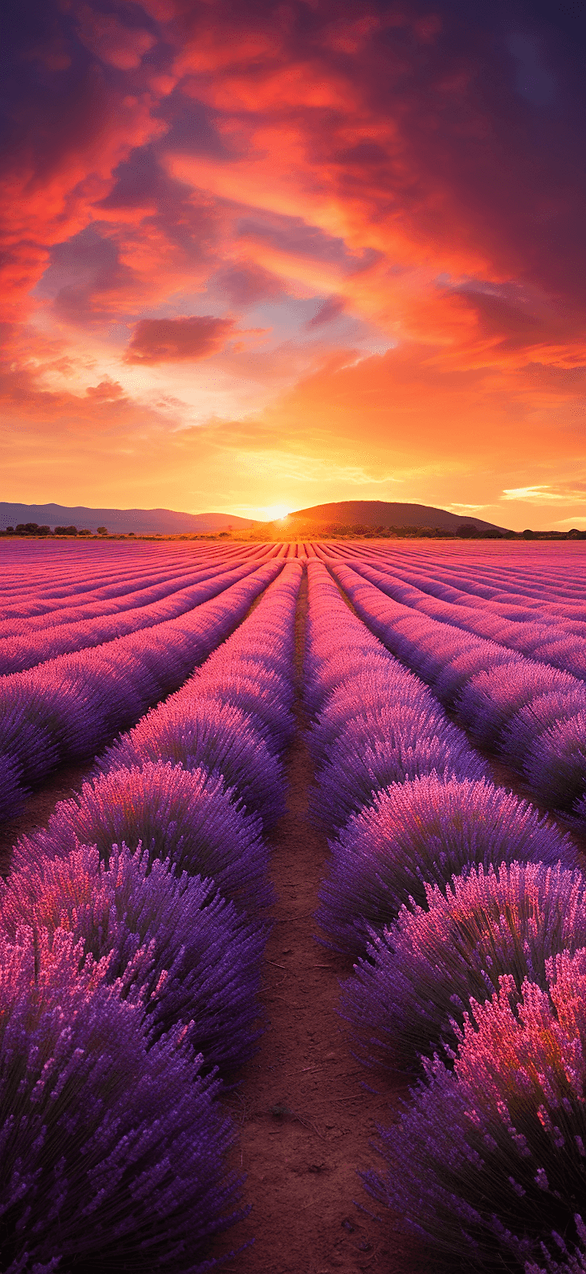 Relax with this free wallpaper of a lavender field at sunset, basking in the warm, golden light for a serene and aromatic experience.