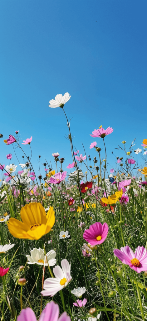 A vibrant field of blooming wildflowers under a bright blue sky.