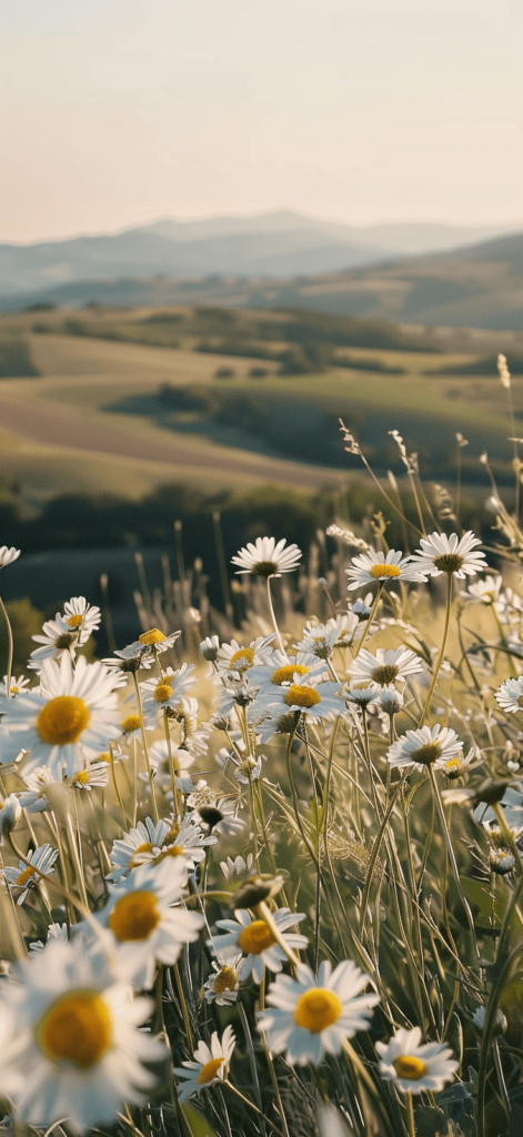Sunlit daisies in a meadow with a backdrop of rolling hills and a clear sky.