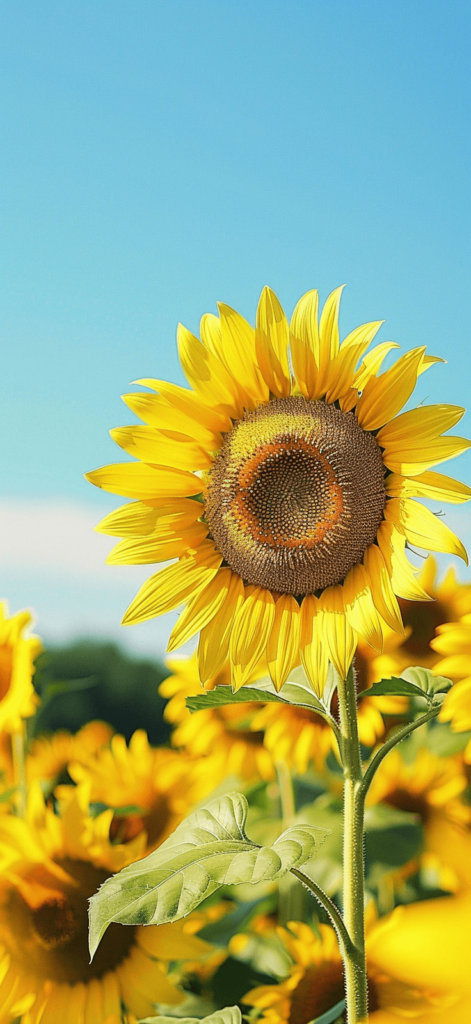 Close-up of a sunflower field in full bloom, with bright blue sky in the background.