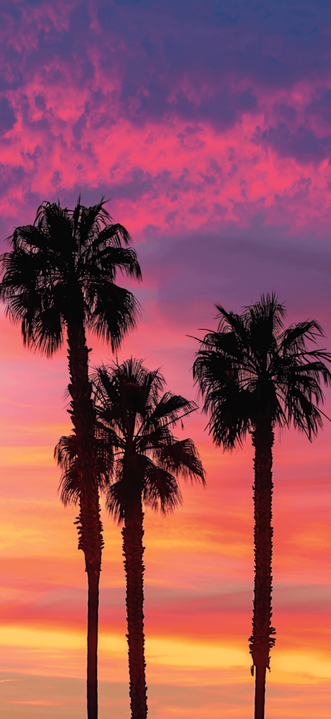 colored sunset sky, palm trees, summer, wallpaper