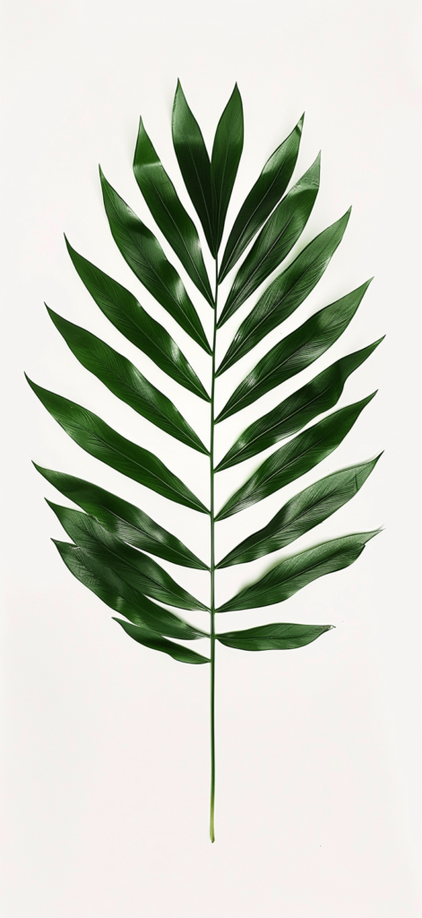 A minimalist palm leaf against a white background.
