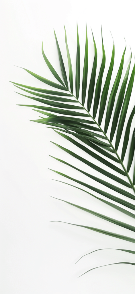 There is a simple palm leaf on a white background.

