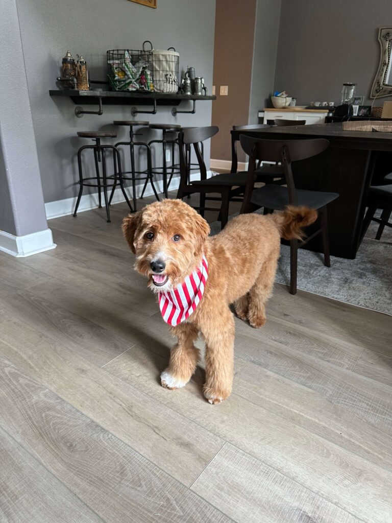 Goldendoodle family dog