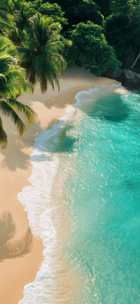 overhead view of the beach with tropical palms