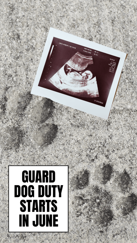 guard dog on duty pregnancy announcement