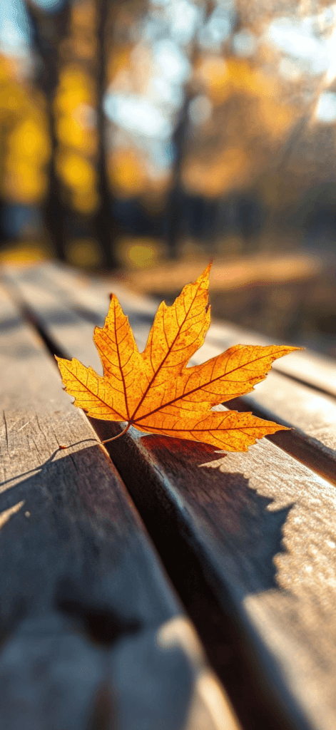 A close-up of a single vibrant maple leaf lying on a wooden bench, with sunlight filtering through.