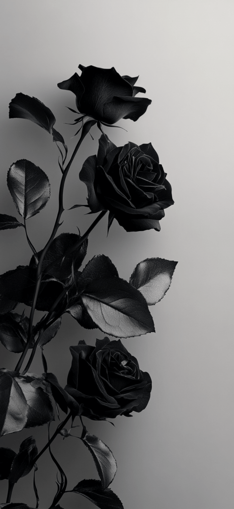 black roses on a gray background