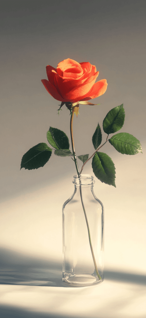 orange rose in a glass vase; wallpaper roses