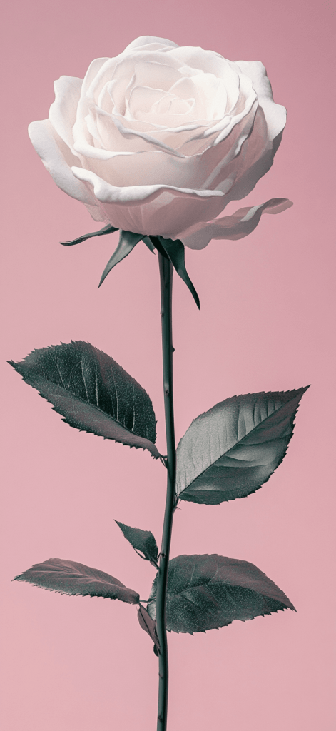 pale pink rose on a pink background