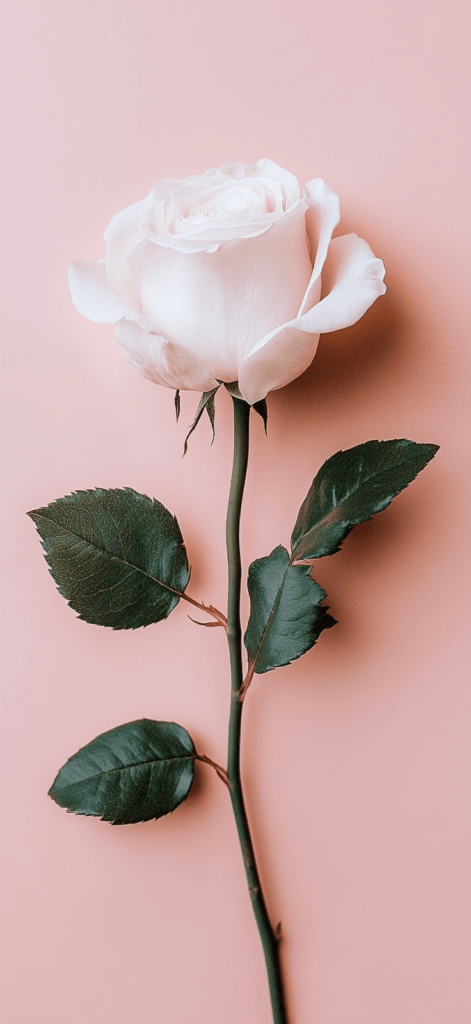 pale pink rose on a pink background