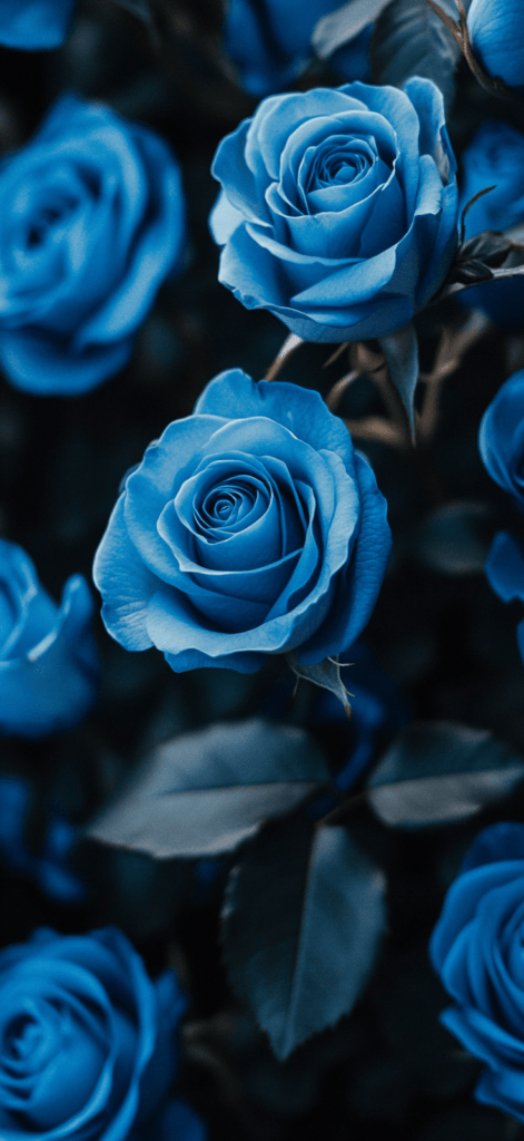 blue roses