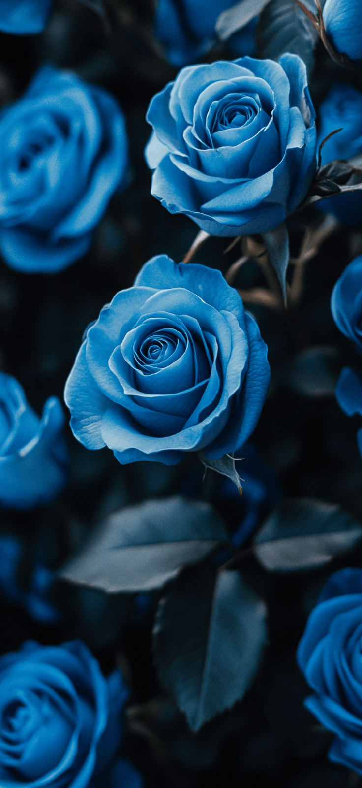 Wallpaper Roses Backgrounds - Insider Mama