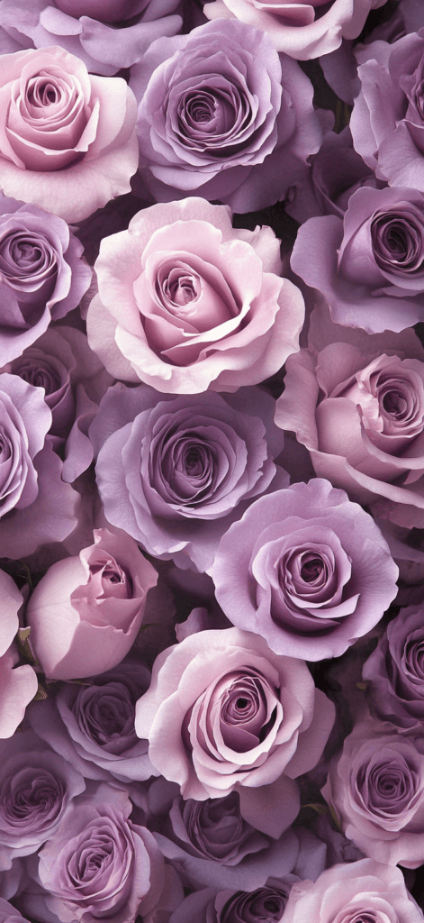 photo of lavender roses, wallpaper roses