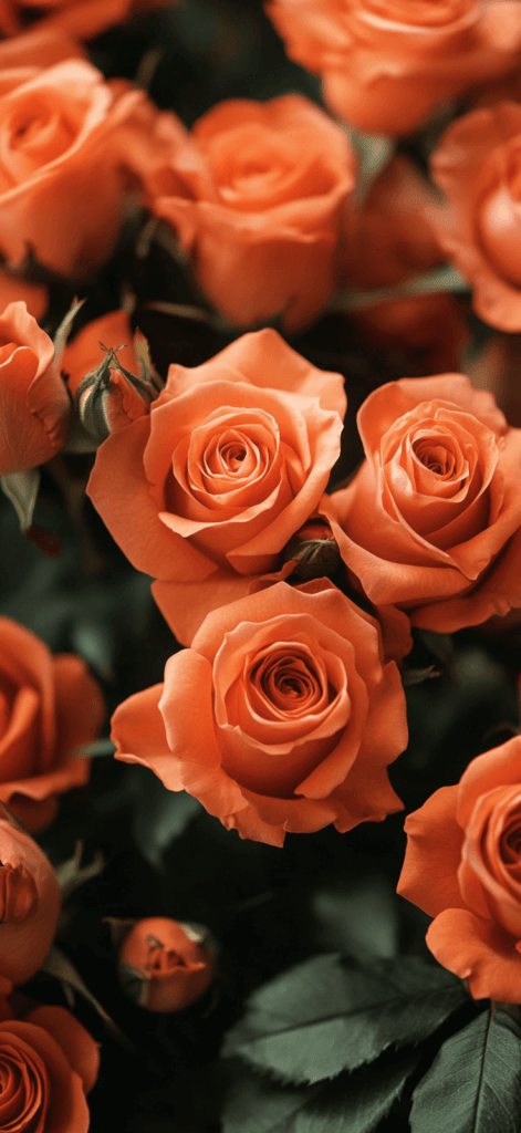 orange roses