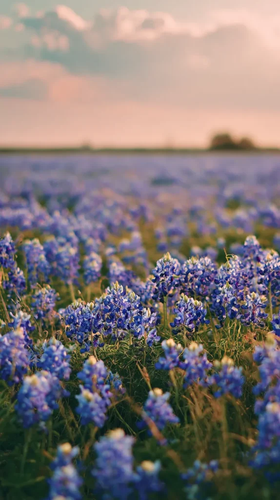 field of flowers, Texas aesthetic
